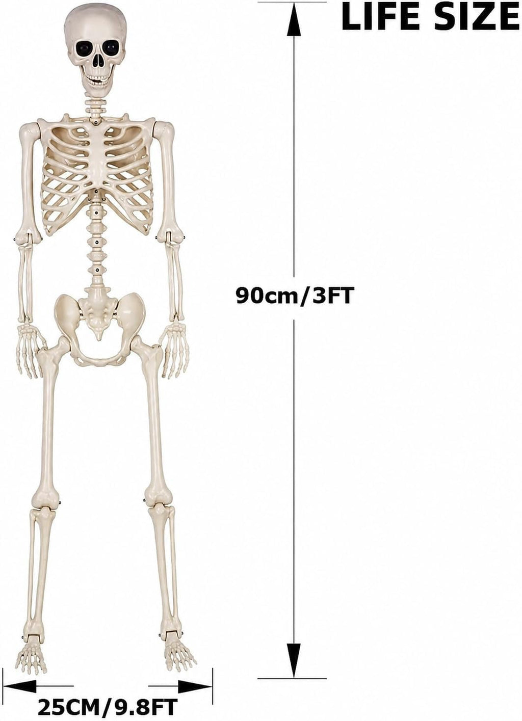 Life-Size Poseable Skeleton – 90 cm Halloween Decoration – view 4