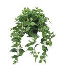 Artificial Pothos Plant in Black Pot – 75 cm